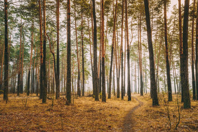 Pine trees in forest during autumn