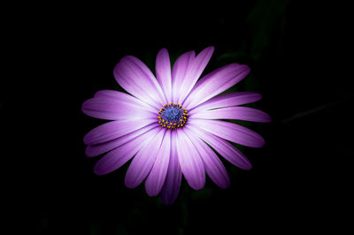 Close-up of purple flower against black background