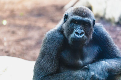 Portrait of senior man in zoo