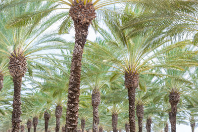 Low angle view of palm trees against sky