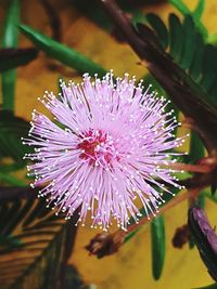 Close-up of pink flower