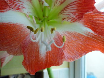 Close-up of pink flower