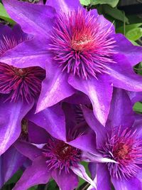 Close-up of pink flower