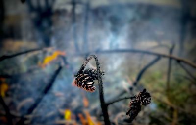 Close-up of butterfly