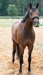 Portrait photograph of a horse while grazing in the pasture