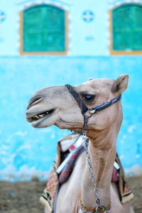 A side profile of a camel against colourful background at the nubian village in egypt