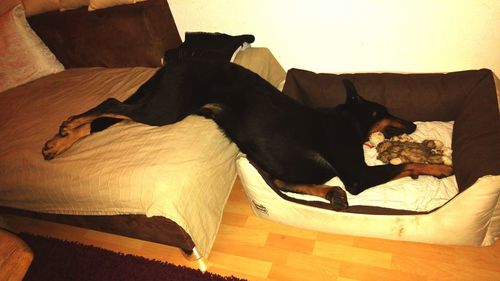 Close-up of a dog resting