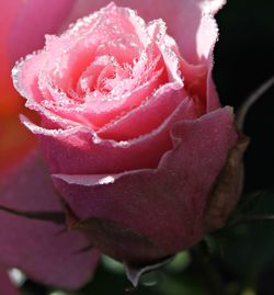 Close-up of pink rose blooming outdoors