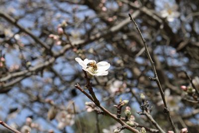 Close-up of white almond flowers on tree