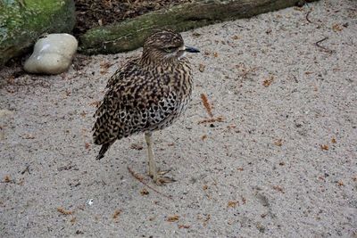 High angle view of bird on land