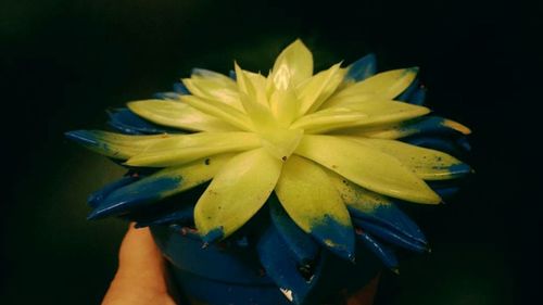 Close-up of flower over black background