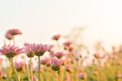 Pink chrysanthemum flower in field with flare from sunshine and sweet warm bokeh background.