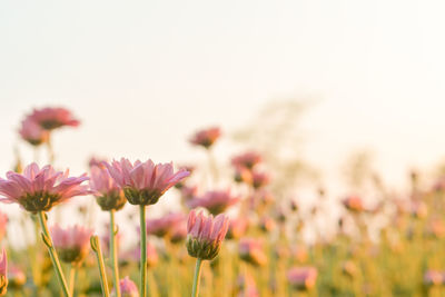 Close-up of pink flowering plants on field