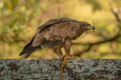 Tawny eagle on lichen-covered branch eating lizard