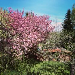 Low angle view of pink flowers