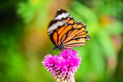 Close-up of butterfly pollinating on purple flower