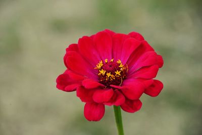 Close-up of red flower