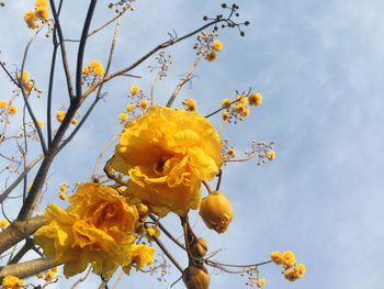 Low angle view of yellow flowers against sky