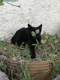 High angle view of black cat