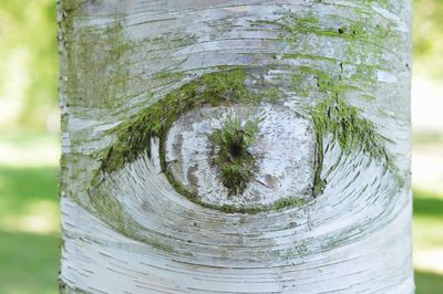 Close-up of tree trunk in forest