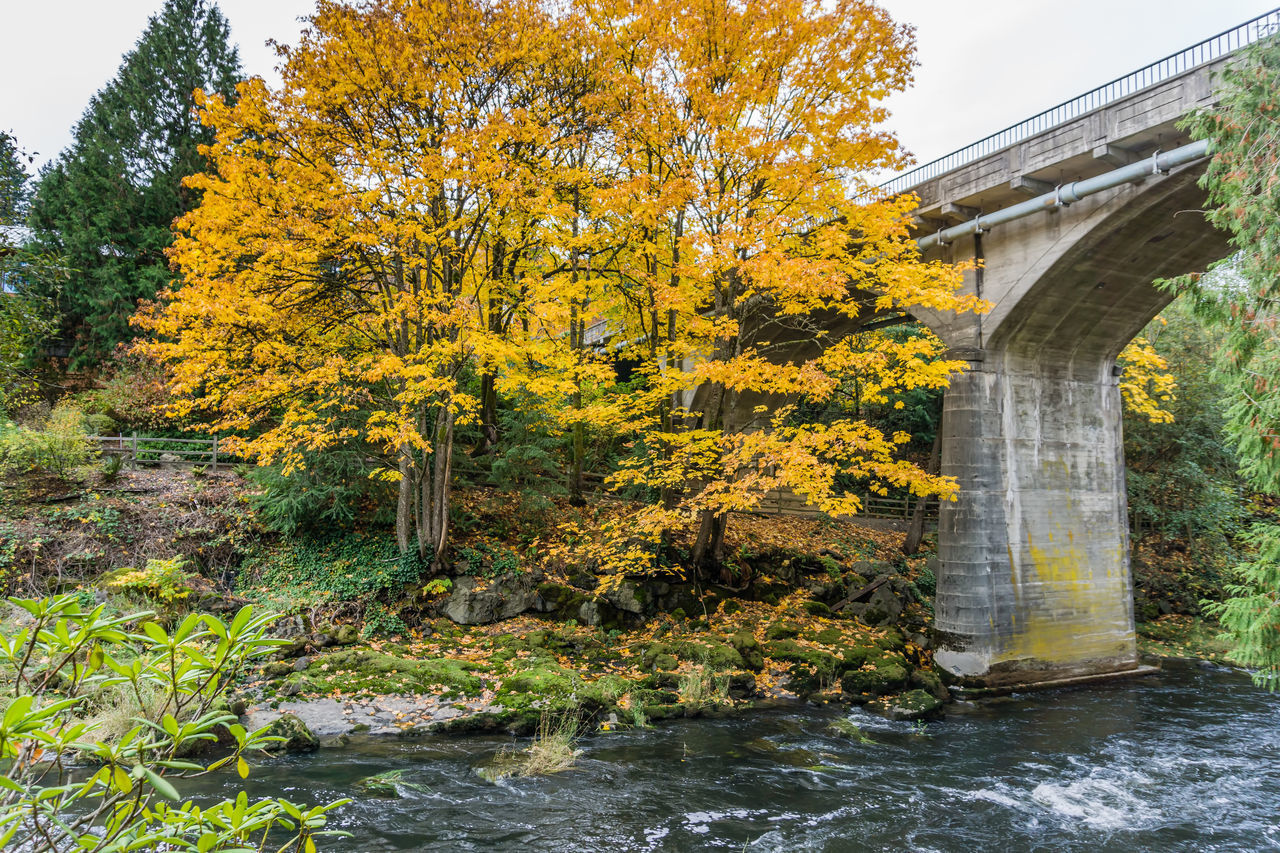 VIEW OF ARCH BRIDGE OVER RIVER IN FOREST