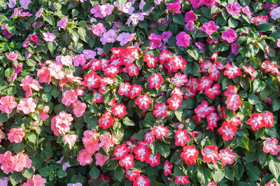 Close-up of pink flowering plants