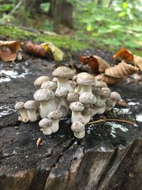 Close-up of mushrooms growing on tree trunk