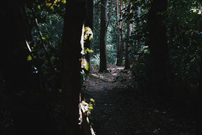 Trees growing in forest