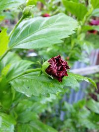 Close-up of red flower on leaf