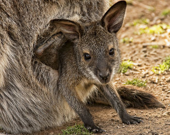 Close-up of kangaroo in pouch