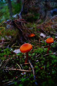 Close-up of mushroom growing in forest