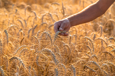 Cropped hand holding wheat field