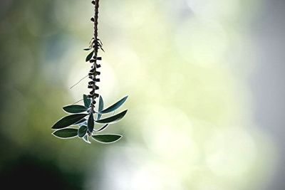 Close-up of plant against blurred background