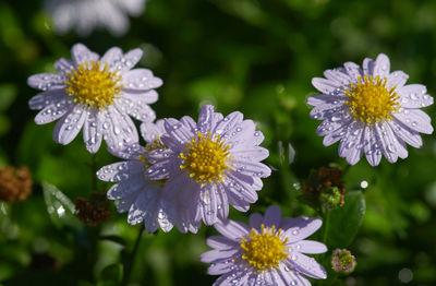 Close-up of wet purple flower