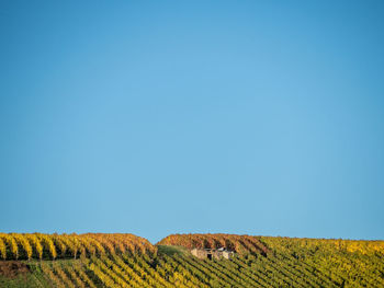 Scenic view of agricultural field against clear blue sky