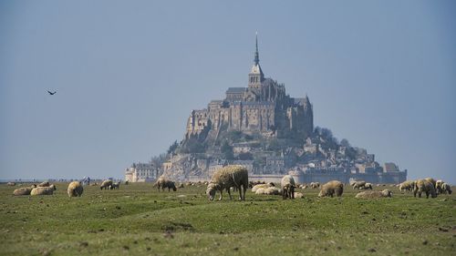 Low angle view of sheeps in front of mont saint-michel