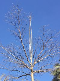 Low angle view of bare tree against clear blue sky