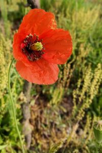 Close-up of red poppy flower