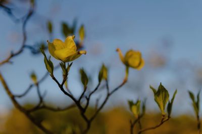 Close-up of yellow flowers