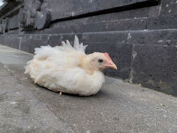 High angle view of a bird
