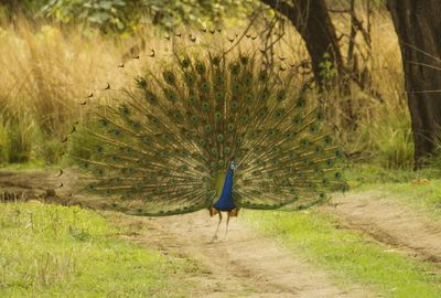Peacock in a field