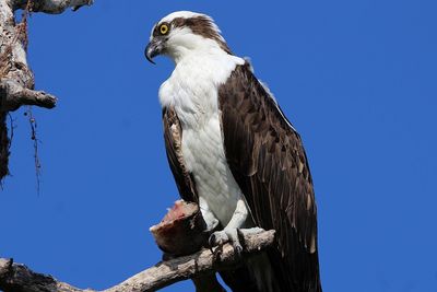 Low angle view of eagle perching on tree