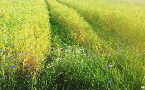 Crops growing in field
