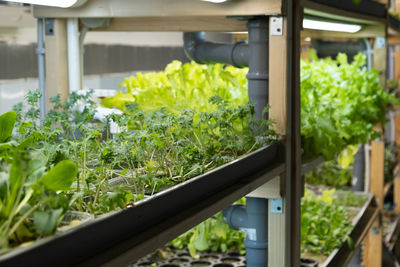 Green leaves of edenvia lettuce grown on a microfarm using the agroponic method