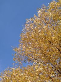 Low angle view of blooming tree against clear blue sky