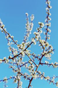 Low angle view of cherry blossom against blue sky