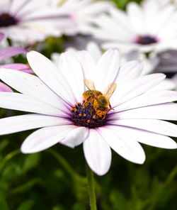 Close-up of bee pollinating on osteospermum