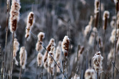 Close-up of dry plants during winter