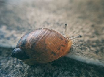 Close-up of snail