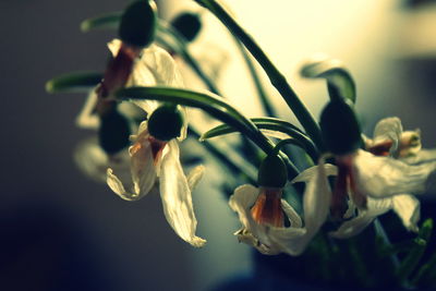 Close-up of wilted flowers